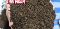 ส่งฟรี  ดินเพาะ / ชำ(สูตร3)  Thai worm แพ็ค 5 กก. กระสอบ 25 กก