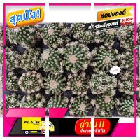 [ โปรโมชั่นพิเศษ!! รีบซื้อก่อนของหมด!! ] (ใส่โค้ดMAID317 ลดเพิ่ม 15%)Echinocactus grusonii Montrose ถังทอง มอนส์ [ ลดราคาพิเศษ30% ของมีจำนวนจำกัด ]