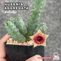 โปรโมชั่น เก๋งจีน Huernia Zebrina ssp.insigniflora แคคตัส กระบองเพชร cactus&amp;succulent ราคาถูก  แคคตัส กระบองเพรช ตะบองเพรช ไม้จิ๋ว ไม้ตั้งโต๊ะทำงาน ไม้ประดับ ไม้มงคล ไม้ดอก