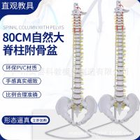 Model 80 cm adult human spine 1:1 natural big model with cervical thoracic spine coccygeal vertebra pelvis