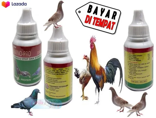 78 Gambar Bebek Ayam Burung Dara Gratis Terbaik