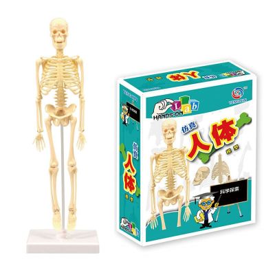 Human body skeleton model simulation science science suit childrens Palace Museum equipment assembled human organs