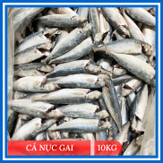 HCM Cá Nục Gai Thùng 10kg - SaiThanhFoods
