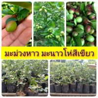 ขายดีอันดับ1 มะม่วงหาว มะนาวโห่สีเขียว สูงแระมาณ 30-40 ซม. คุ้มสุดสุด ต้นไม้ ฟอก อากาศ กระถาง ต้นไม้ ไม้ ประดับ ต้นไม้ ปลูก ใน บ้าน