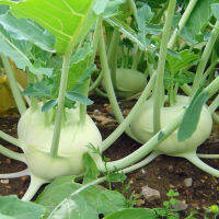 GREEN VIENNA KOHLRABI (500 seeds) กระหล่ำปม สีเขียว (500 เมล็ด)