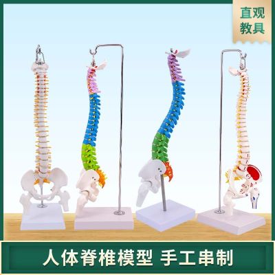 45 cm color model of the human body vertebra with pelvic femoral coccyx bone lumbar cervical spine bonesetting model