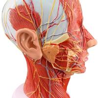 Human head superficial nerve vascular anatomy of the sagittal plane model plane with neurovascular minimally invasive medical beauty