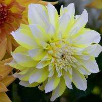 1 เหง้า/ชุุด รักเร่ Dahlia Bulb สายพันธุ์ Hollyhill Lemon Ice หัวรักเร่ ดอกไม้ ดอกรักเร่ เหง้า นำเข้า ยุโรป หัวสดใหม่ ผ่านการแช่เย็นแล้ว