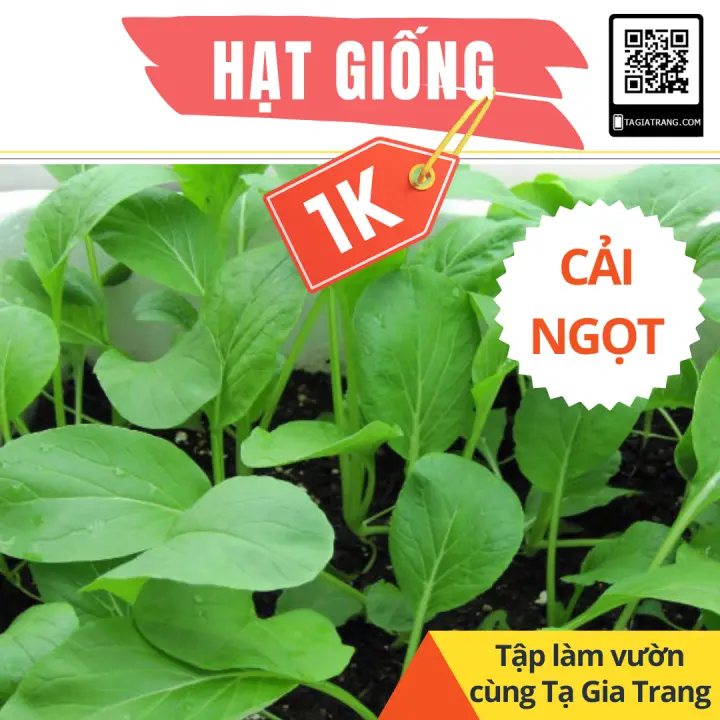 SaleBox - Thông tin mua sắm, khuyến mãi 287 Deal 1K – Gói 100 hạt giống rau cải ngọt cọng xanh – Dự án Tập làm vườn cùng Tạ Gia Trang