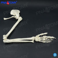 Spot parcel post1：1 Upper Limb Scapula Arm Bone Clavicle Upper Arm Bone Human Skeleton Model Bone Setting Pain Department