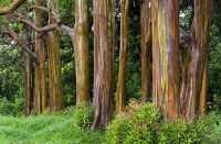 ขายส่ง 100 เมล็ด เมล็ดยูคาลิปตัสสีรุ้ง Rainbow Eucalyptus ยูคาลิปตัสมินดาเนากัม Mindanao Gum คามาราเร่ Kamarare ไม้ประดับ เมล็ดพันธุ์นำเข้า