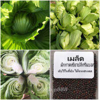 ผักกาดเขียวปลีกรีนบอล 100 เมล็ด [ 10 เเถม 1 คละได้]