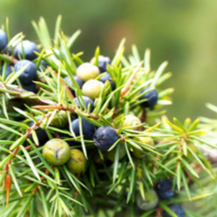 oshadhi-juniper-berry-essential-oil-น้ำมันหอมระเหย-10-ml