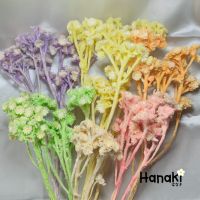 【พร้อมส่ง】ดอกชมพูทิพย์สีพาสเทล (Momo flower) ดอกไม้ทับแห้ง ดอกไม้จริงทับแห้ง ดอกไม้แห้ง Preserved Flowers?