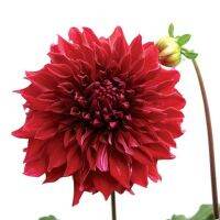 20 เมล็ดพันธุ์ รักเร่ Dahlia Seeds สายพันธุ์ ZORRO สีแดง รักเร่ รักแรกพบ ดอกไม้แห่งมิตรภาพ ความรักเริ่มต้น เพาะเลี้ยงง่าย ตั้งโต๊ะทำงาน