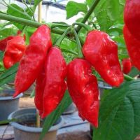 พริกโกส เปปเปอร์?Ghost Pepper ?ถูกที่สุด 10 บ.?เมล็ดพันธุ์พริกโกสเปปเปอร์ 5-100 เมล็ด? ☘️งอกง่าย?เผ็ดกว่าพริกขี้หนู10เท่า!!