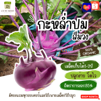 เมล็ดพันธุ์กะหล่ำปม สีม่วง 50เมล็ด อัตราการงอก95% ปลูกง่าย โตไว (มีของแถมเป็นเมล็ดผักกวางตุ้งทุกออเดอร์)