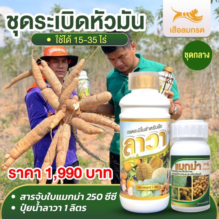 ปุ๋ยน้ำสูตรอะมิโนรวม-เข้มข้น-ลาวา-คู่-กับ-สารจับใบแมกม่า-ชุดระเบิดหัวมันเพิ่มแป้ง-ปุ๋ยน้ำสูตรเร่งโต-เพิ่มผลผลิต-พื่ชโตเร็ว-แข็งแรง