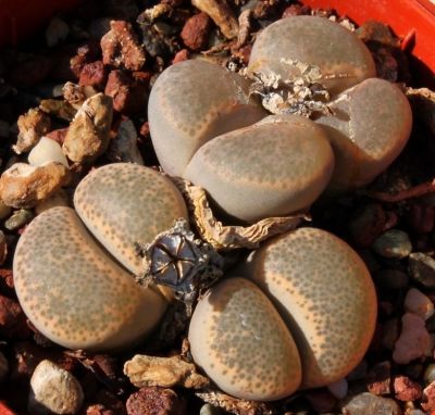 20 เมล็ด ไลทอป กระบองเพชร ไม้อวบน้ำ กุหลาบหิน แคคตัส Living Stones Lithops เมล็ดเพาะปลูก สายพันธุ์ terricolor ‘Peersii’