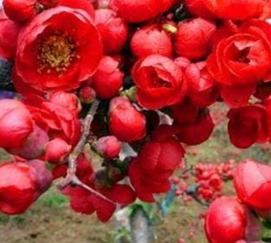 ต้น-ควินซ์-ควินซ์สีแดง-chinese-quince-อายุต้น-1-ปี-สูง-50-70-ซ-ม-ต้นไม้นำเข้า