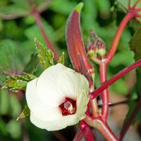 กระเจี๊ยบมอญ ฝักแดง Red Burgundy Okra Seed กระเจี๊ยบเขียวฝักแดง นำเข้า เมล็ดสำหรับปลูก (ซื้อ 10 แถม1 คละได้)