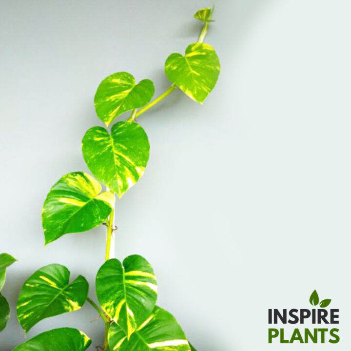 inspire-plants-พลูด่างยักษ์-giant-golden-pothos-ใบสวยมาก-มีทั้งแบบกิ่ง-ต้นใบเล็ก-ต้นใบใหญ่-เลื้อยยิ่งสูงยิ่งใบใหญ่และฉีก