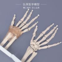 Hand and foot bone model wrist ankle joint palms skeletal foot foot bone attached to the ligament structure of medical teaching toys