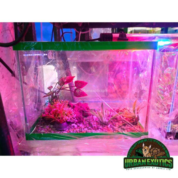 Glass Tank with Setup 8 x 4 x 6in. for Fish / Terrarium / Feng Shui