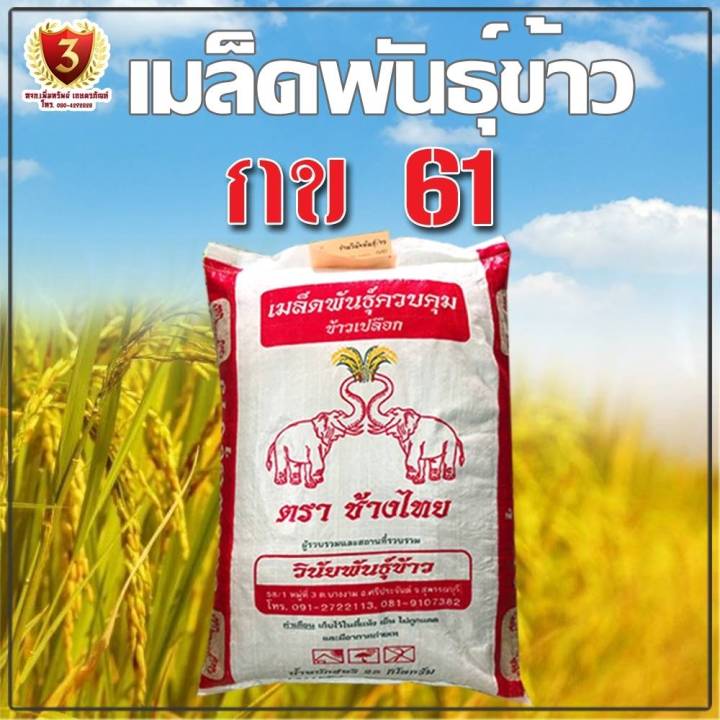 พันธุ์ข้าวปลูก-กข-61-กระสอบ-25-kg-นาปรัง-เก็บเงินปลายทาง