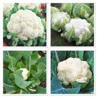 เมล็ดพันธุ์ กะหล่ำดอก สโนว์บอล (Snowball Self Blanching Cauliflower Seed) บรจจุ 300 เมล็ด