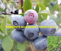 ต้นบลูเบอรี่ ไบร้ท์เวลล์ (Blueberry - Brightwell) / Rabbiteye Blueberry อายุต้น 3 ปี+ ต้นไม้นำเข้า