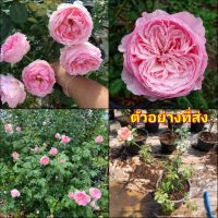 (1ต้น) ดอก ต้น กุหลาบ Eckart Witzigman rose  เอ็ดการ์ด วิทซิกมัน กึ่งเลื้อย กึ่ง เลื้อย buncha