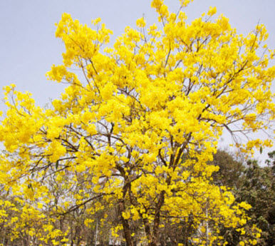 ต้นพันธุ์เหลืองเชียงราย-ออกดอกสีเหลืองบานสะพรั่ง-สวยงามมาก-ถุงดำ-59-บาท