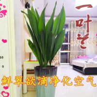 [COD] Four evergreen one-leaf leaf-viewing hydroponic green plant potted indoor living room town house floor cold-resistant and easy to support
