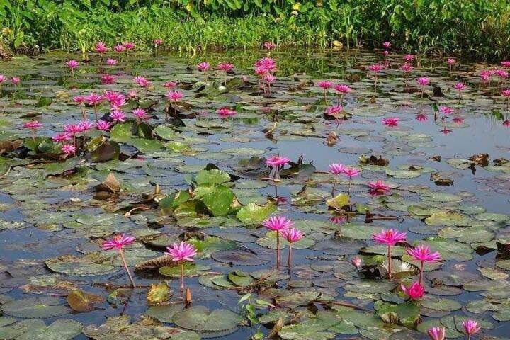 บัวแดง-บัวกินสาย-บรรจุ-2-กิโล