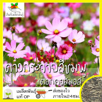 เมล็ดพันธุ์ ดอกดาวกระจาย สีชมพู 200 เมล็ด Pink Gloria Cosmos Flower SeedSeed เมล็ดพันธุ์แท้ นำเข้าจากต่างประเทศ ปลูกผัก