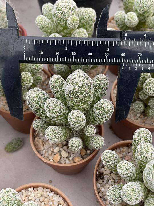 แมมตุ๊กตาญี่ปุ่น-mammillaria-gracilis-กระถาง-2-นิ้ว-ฟอมกอ-มีพร้อมจัดส่ง