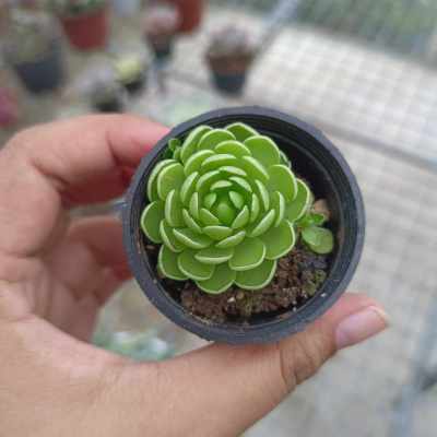 พืชกินแมลง PINGUICULA ไม้กินแมลง ดอกสีขาวม่วง Succulent Echeveria Haworthia Cactus Lithop ไม้อวบน้ำแคคตัสฮาโวเทียไลทอป