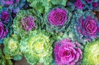 50 เมล็ดพันธุ์ กะหล่ำประดับ (Ornamental Cabbage) Cabbage flower seed. มีคู่มือพร้อมปลูก อัตรางอกสูง 80-85%