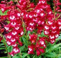 เมล็ดพันธุ์จากอังกฤษ เพนสตีมอน penstemon gentianoides beardtongue 200 เมล็ด