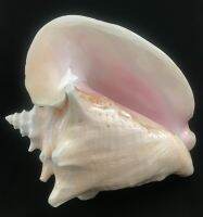 เปลือกหอยทะเล สวยงาม พิ้งค้อน (Pink Conch) ขนาดใหญ่ สีสันสวยงามตามธรรมชาติ มีปากสีชมพู ตั้งโชว์ ไอเดียแต่งบ้าน ของประดับ ของสะสม แจกัน