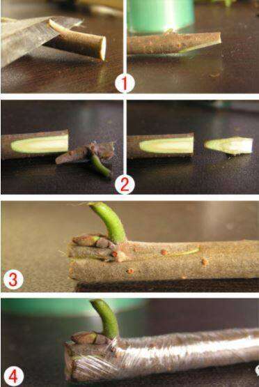 มีดตอนกิ่ง-ติดตา-ชำกิ่ง-ขนาด-7-5-8-นิ้ว-วัสดุทำจากใบมีดสแตนเลส-ปลายแหลม-คม-มีดแต่งบอนไซ-ด้ามไม้-ใบสแตนเลส-ใช้เสียบยอด-ติดตา-แต่งเขียง