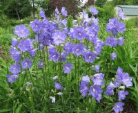 เมล็ดพันธุ์ Campanula persicifolia peach bellflower 200 เมล็ด เมล็ดพันธุ์นำเข้าจาก อังกฤษ เมล็ดเพาะปลูก