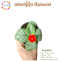 [32]พรมญี่ปุ่น "กรีนโซดา" (Green Soda) ใบสีเขียวสว่าง ดอกแดง ส่งในกระถาง 3