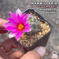 Promotion แมมมิลลาเรีย ชูแมนนิไอ Mammillaria Schumannii แคคตัส เพชร cactus&amp;succulent พร้อมส่ง พรรณ ไม้ น้ำ พรรณ ไม้ ทุก ชนิด พรรณ ไม้ น้ำ สวยงาม พรรณ ไม้ มงคล