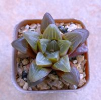 Haworthia Jukonishiki’ retusa variegata A025