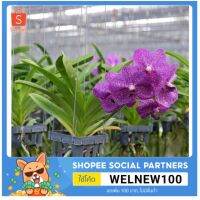 (promotion++) กล้วยไม้แวนด้า VANDA PRB245 ไม้ลูกผสม สีดอกมีการคลาดเคลื่อนได้ สุดคุ้มม อุปกรณ์ ทาสี บ้าน แปรง ทาสี ลายไม้ อุปกรณ์ ทาสี ห้อง เครื่องมือ ทาสี