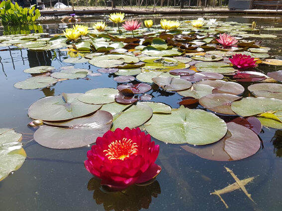 5-เมล็ด-บัวนอก-บัวนำเข้า-บัวสายพันธุ์-manee-red-lotus-seeds-สีแดง-สดใส-บัวแคระ-พันธุ์เล็ก-จิ๋ว-ปลูกในสภาพอากาศประเทศไทยได้-ขยายพันธุ์ง่