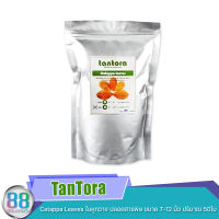 TanTora Catappa Leaves ใบหูกวาง ปลอดสารพิษ ขนาด 7-12 นิ้ว ปริมาณ 50ใบ