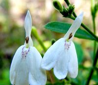 100 กรัม สมุนไพรทองพันชั่งตากแห้ง White crane flower ราคาถูก ออร์แกนิค ธรรมชาติ สมุนไพรไทย ชาชงสมุนไพร สบู่สมุนไพร แชมพูสมุนไพร หญ้าไก่